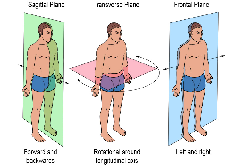 The three types of plane are: sagittal (forwards and backwards movement); frontal (left or right movement) and transverse (rotational and twisting movement) around the longitudinal axis.
